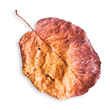 http://alice-et-maxence.com/wp-content/uploads/2020/11/small_leaf_02.png