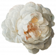 http://alice-et-maxence.com/wp-content/uploads/2023/05/Painted-Flower-059-e1685382091101.png