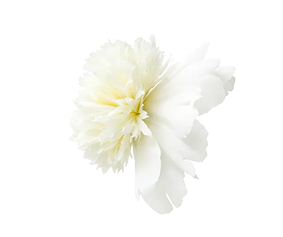 http://alice-et-maxence.com/wp-content/uploads/2023/05/pivoine-blanche-small-2.png