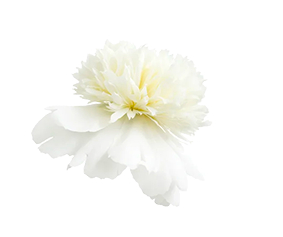 http://alice-et-maxence.com/wp-content/uploads/2023/05/pivoine-blanche-small.png